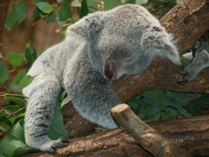 koala bear 9960 1920 koala bear 9960 1920 ¿Por qué dormimos?