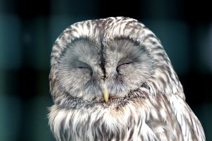 owl 2145698 1920 owl 2145698 1920 ¿Por qué dormimos?