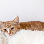 7. blog beds 425 Curiosidades sobre el descanso en el mundo animal