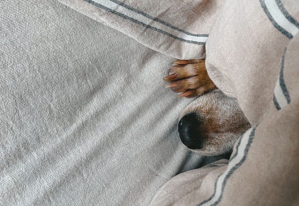 sonar con perros Soñar con perros: ¿Qué significa este sueño tan común?